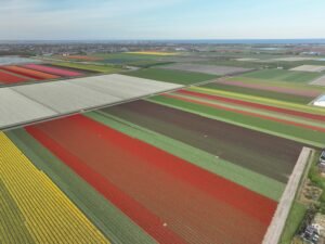 bloembollenveld